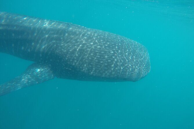 Snorkel Tour with Whale Shark in La Paz - The Boat Route and the Dunes of the Mogote (No Stop, Just Search)