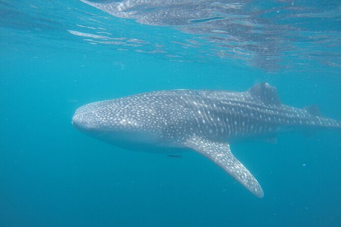 Snorkel Tour with Whale Shark in La Paz - In-the-Water Rotations: What It Feels Like to Swim Beside Them