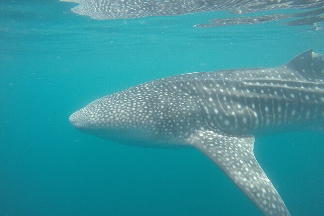 Snorkel Tour with Whale Shark in La Paz - Snacks, Clean Water, and the Small Eco Choices