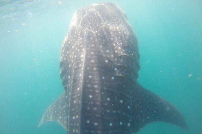 Snorkel Tour with Whale Shark in La Paz - The Guides: Where the Experience Gets Serious