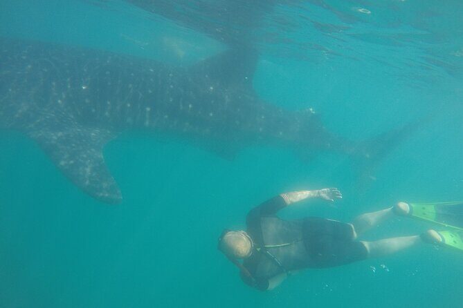 Snorkel Tour with Whale Shark in La Paz - Getting Started at Muelle Fiscal: Timing and How the Morning Flows
