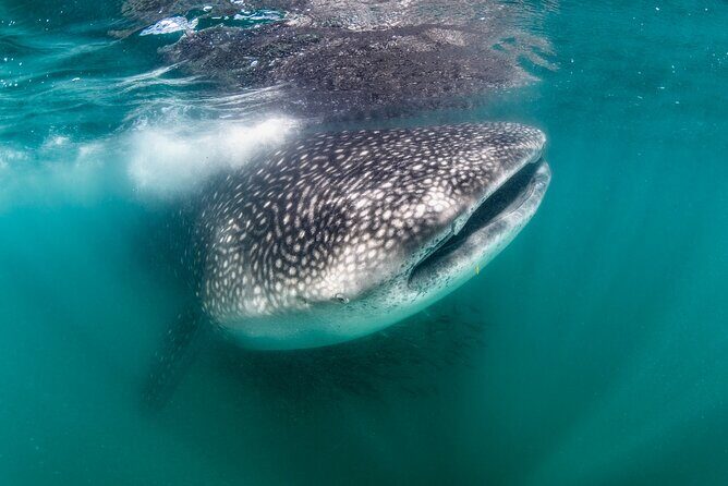 Snorkel with Whale Sharks in La Paz - Key highlights before you go