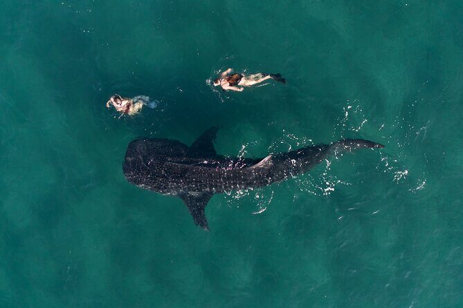 Snorkel with Whale Sharks in La Paz - Why La Paz’s El Mogote setup matters