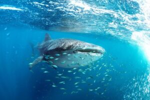Snorkel with Whale Sharks in La Paz - Getting on the water: finding whale sharks near the sandbar