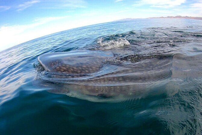 Snorkel with Whale Sharks in La Paz - Snorkeling with whale sharks in small groups of 5