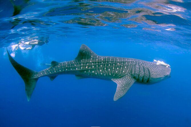 Snorkel with Whale Sharks in La Paz - What “about 3 hours” feels like in real life