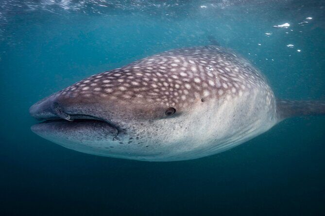 Snorkel with Whale Sharks in La Paz - Price of $131.42: what you’re actually paying for