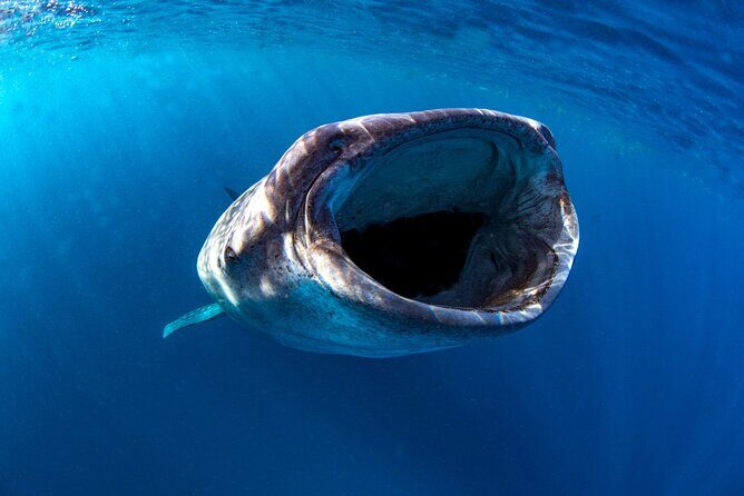 Snorkel with Whale Sharks in La Paz - Who this La Paz whale-shark snorkel fits best