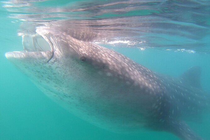 Snorkel with Whale Sharks in La Paz - Should you book this whale shark snorkel in La Paz?