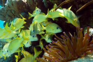 Snorkel Xtreme Cancun - The Yal-ku Lagoon snorkeling stop: sea turtles and calm-water watching