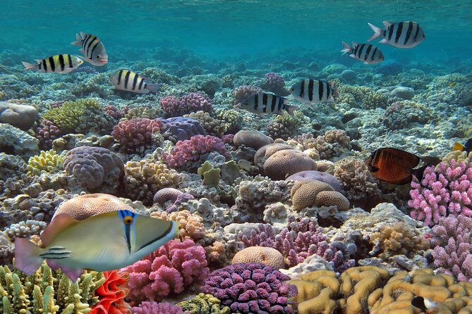 Snorkeling Adventure at Isla Mujeres Includes Lunch and Open Bar - Price and Logistics: Is $55 Fair Value for This Kind of Day?