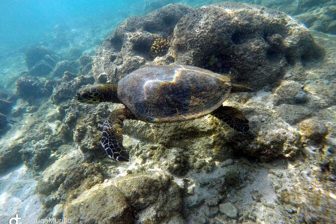 Snorkeling Adventure Cabo Pulmo - Key Highlights You’ll Actually Care About