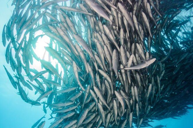 Snorkeling Adventure Cabo Pulmo - Cabo Pulmo Marine Park: Why This Snorkeling Trip Feels Worth the Drive