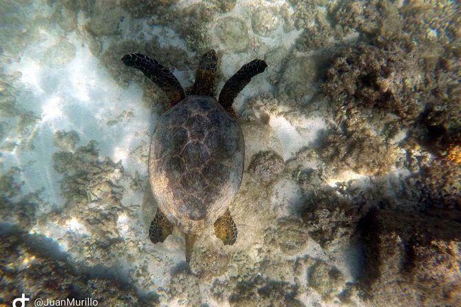 Snorkeling Adventure Cabo Pulmo - Snorkel Gear, Snacks, and Bottled Water: Why These Inclusions Matter