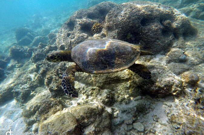 Snorkeling Adventure Cabo Pulmo - Getting There From Los Cabos: Timing and the Road Feel