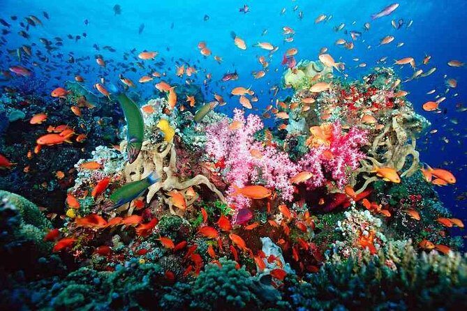Snorkeling Adventure in Puerto Morelos Includes snack, Water and Round Trip. - Price and logistics: what $44.25 really covers