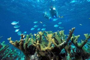 Snorkeling Adventure in Puerto Morelos Includes snack, Water and Round Trip. - Snorkeling time (about 45 minutes) and what to expect underwater