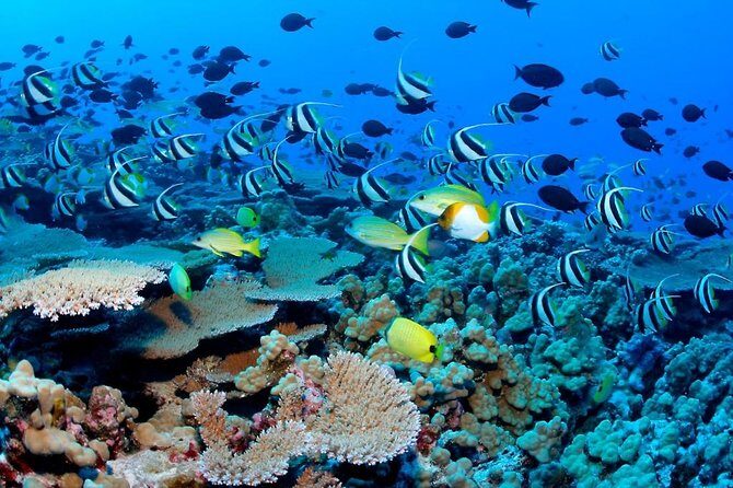 Snorkeling Adventure in Puerto Morelos Includes snack, Water and Round Trip. - Puerto Morelos private beach club: tacos, tacos, and a real break