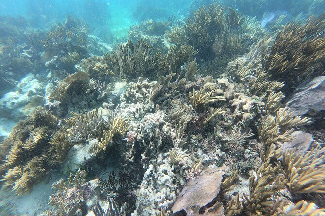 Snorkeling Adventure in Puerto Morelos Includes snack, Water and Round Trip. - The most common value-killers: waiting, upselling, and “is the snorkeling enough?”