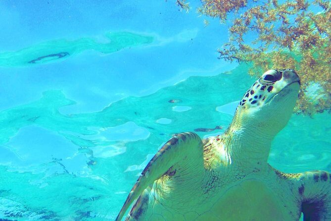Snorkeling Adventure Tour Reef & Cenote - Price and Value: What $230 Buys in Tulum