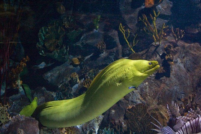 Snorkeling in Puerto Morelos - Key highlights you’ll feel right away