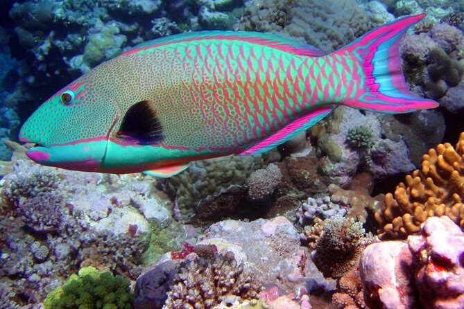 Snorkeling in Puerto Morelos - Puerto Morelos snorkeling: why this format works