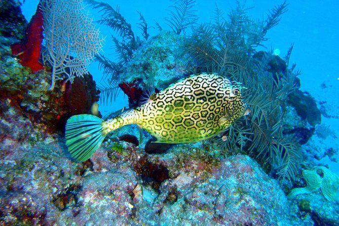 Snorkeling in Puerto Morelos - Two snorkeling stops in the Puerto Morelos protected area