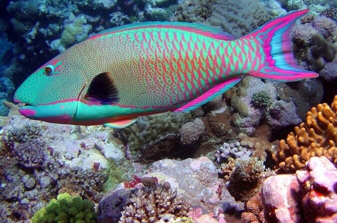 Snorkeling in Puerto Morelos - Boat ride, gear setup, and what the guide actually adds
