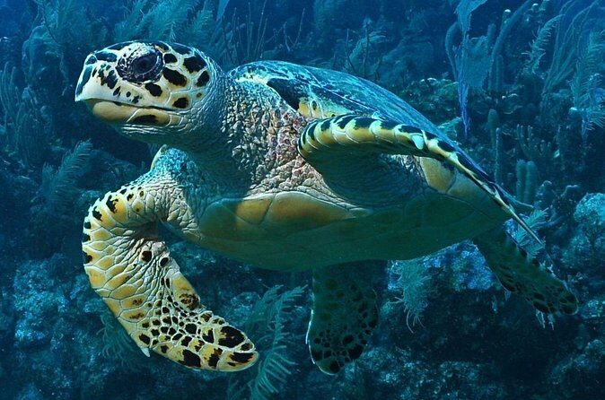 Snorkeling in Puerto Morelos - Value and who this tour fits best
