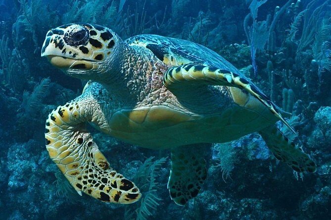 Snorkeling in Puerto Morelos - Where you meet and how getting there usually goes