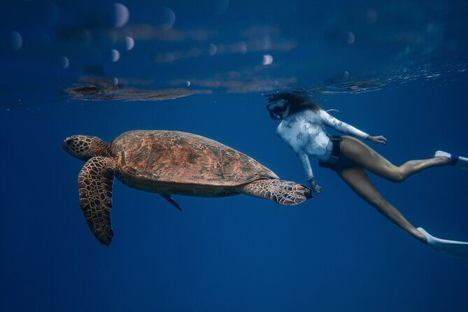 Snorkeling Open Ocean Wildlife Safari in Los Cabos with Photos Included - Why the Sea of Cortez turns Cabo snorkeling into a wildlife hunt