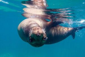 Snorkeling Open Ocean Wildlife Safari in Los Cabos with Photos Included - The boat route: Cabo landmarks like The Arch, Lands’ End, Lovers Beach, and sea lions