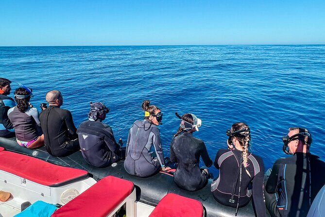 Snorkeling Open Ocean Wildlife Safari in Los Cabos with Photos Included - Open-ocean pelagic safari: what you’re hunting and why it can be hit-or-miss