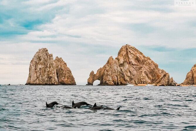 Snorkeling Open Ocean Wildlife Safari in Los Cabos with Photos Included - Snorkeling in the big blue: gear, timing, and what to watch for