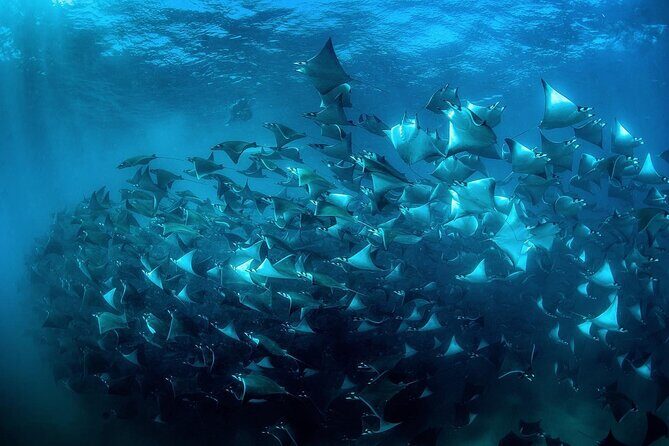 Snorkeling Open Ocean Wildlife Safari in Los Cabos with Photos Included - What’s included for $145, and where the value really shows up