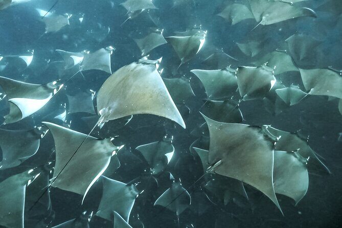 Snorkeling Open Ocean Wildlife Safari in Los Cabos with Photos Included - Who this Cabo open-ocean snorkeling safari suits best