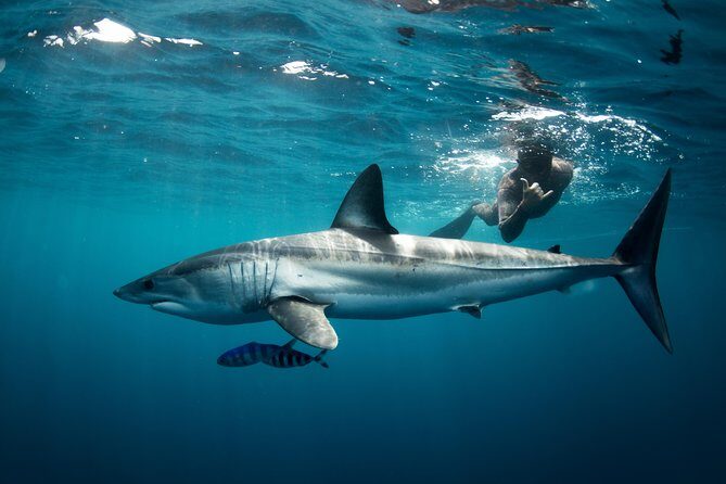 Snorkeling or Swimming with Sharks in Cabo San Lucas - The Sea of Cortez Shark Encounter: What It Feels Like