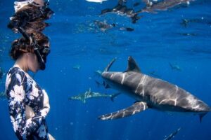 Snorkeling or Swimming with Sharks in Cabo San Lucas - What Happens in the Water: Time, Rules, and Photo Moments