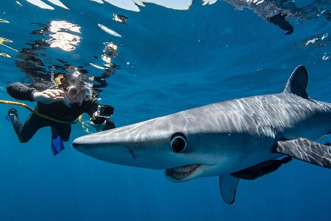 Snorkeling or Swimming with Sharks in Cabo San Lucas - Gear, Clothing Rules, and the “Don’t Make It Hard” Checklist