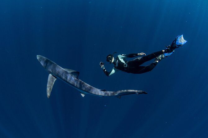 Snorkeling or Swimming with Sharks in Cabo San Lucas - Safety and Crew: PADI Guides and Real Names You Might Hear