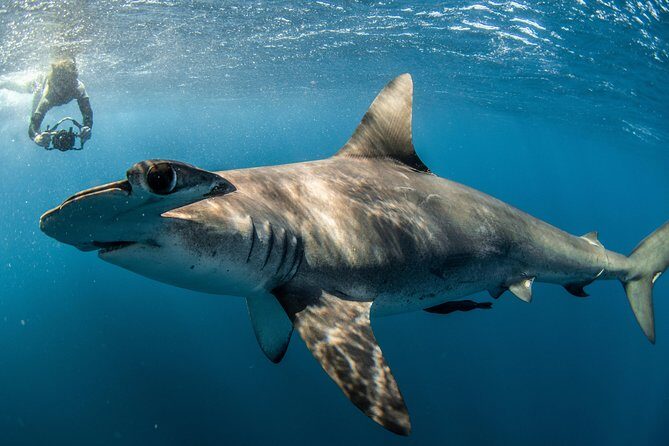 Snorkeling or Swimming with Sharks in Cabo San Lucas - The Big Risk: Sharks Aren’t Guaranteed (Here’s How to Handle It)