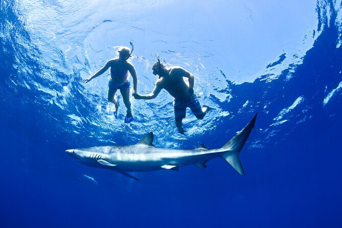 Snorkeling or Swimming with Sharks in Cabo San Lucas - Who Should Book This Cabo Shark Snorkeling Tour