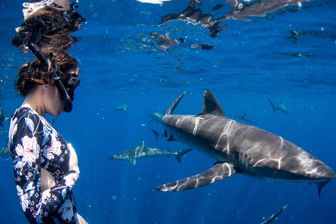 Snorkeling or Swimming with Sharks in Cabo San Lucas - What Happens in the Water: Time, Rules, and Photo Moments