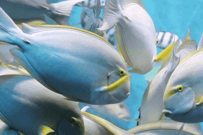 Snorkeling Tour at Land's End in Cabo San Lucas - Key things I’d zero in on