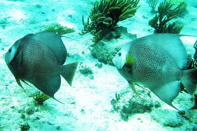 Snorkeling with Caribbean fish and private cenote exploration - Stop at Tulum: where the tour adds context