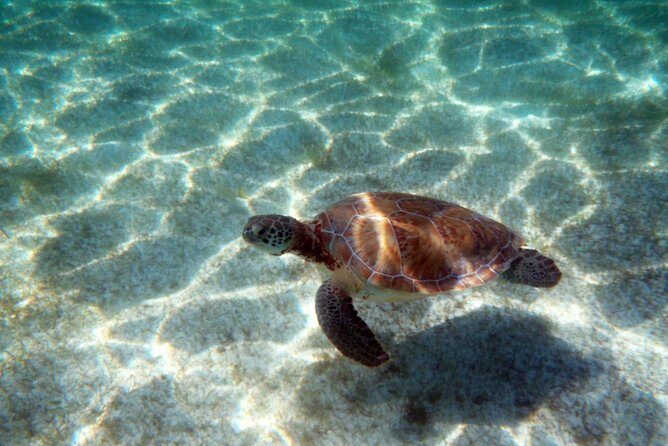 Snorkeling with Caribbean fish and private cenote exploration - Gear and packing: what actually makes the day easier