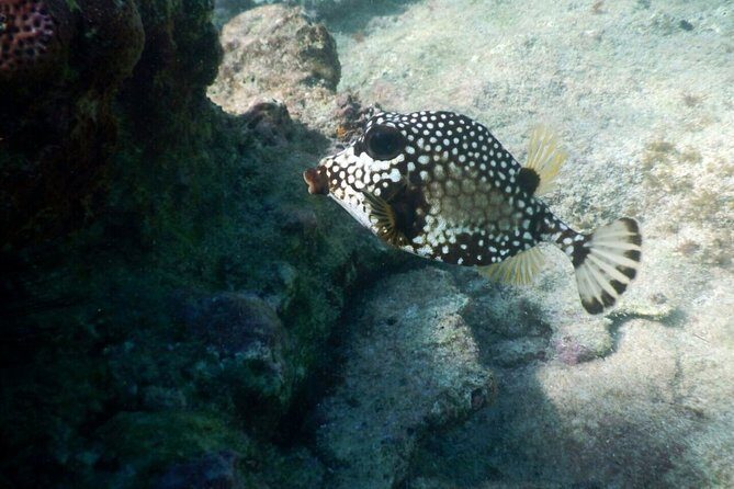 Snorkeling with Caribbean fish and private cenote exploration - Safety, small groups, and the vibe you get from the guiding style