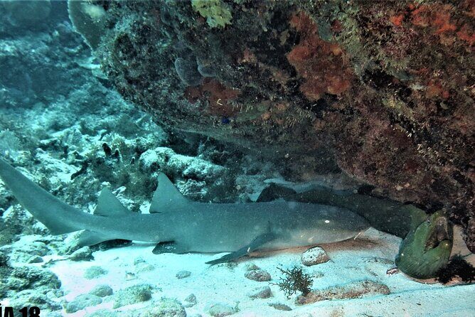 SPECIAL!! 2 Tank Wreck & Drift Reef dives - Key highlights worth planning for