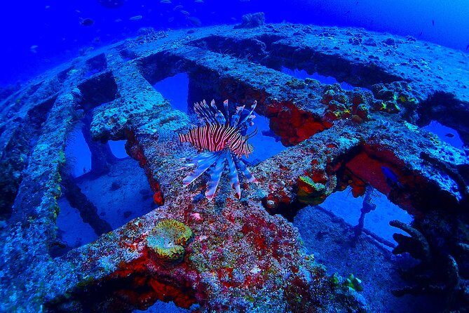 SPECIAL!! 2 Tank Wreck & Drift Reef dives - Drift reef for tank two: letting the current show you the reef