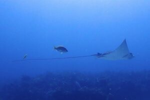 SPECIAL!! 2 Tank Wreck & Drift Reef dives - Choosing your start time: 7:30am or 1:00pm for a full 4.5-hour day